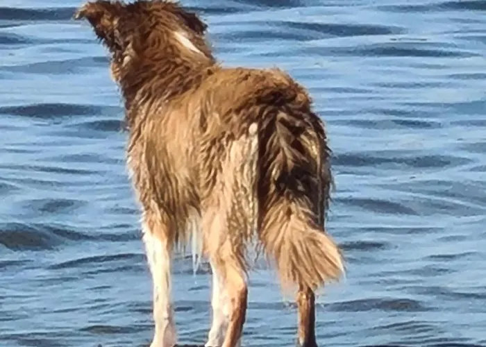 Bad Hoophuizen Miamari Nr Zuiderzee 12 Hulshorst